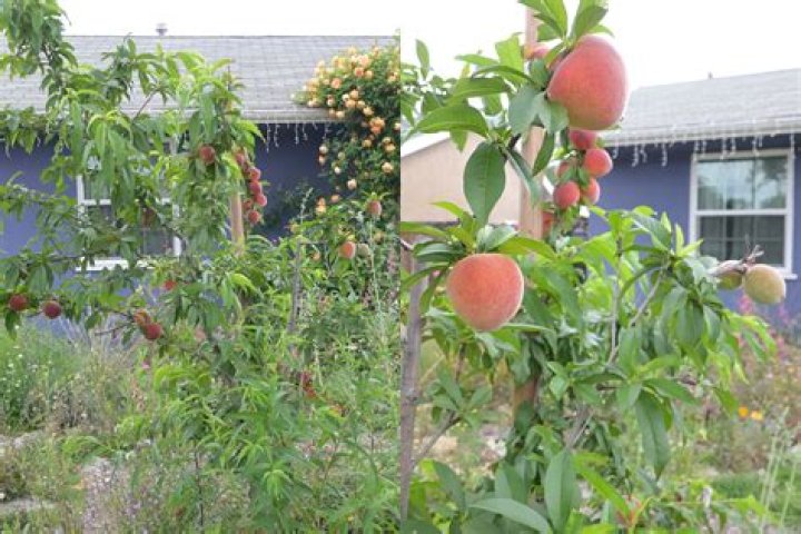 Are a rose bush and apple tree closely related?