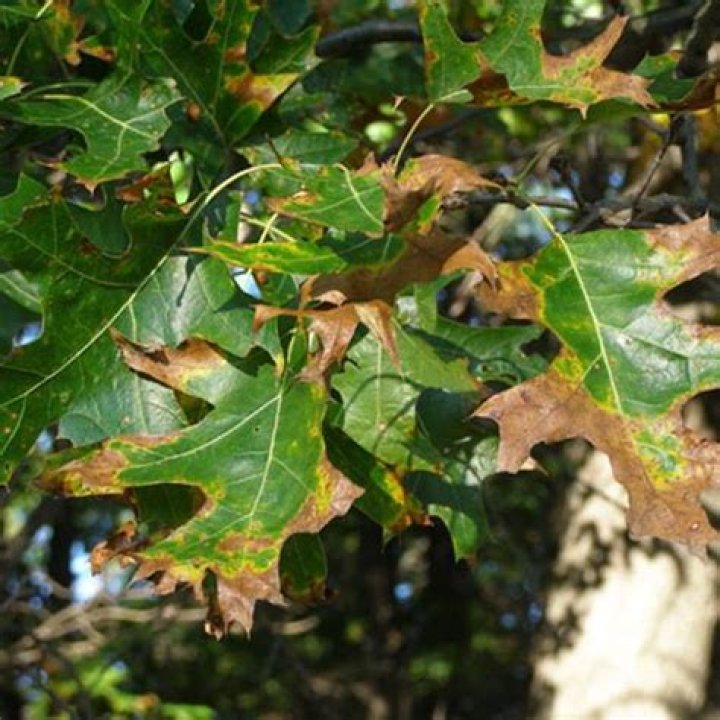 Are Monterey oaks susceptible to oak wilt?
