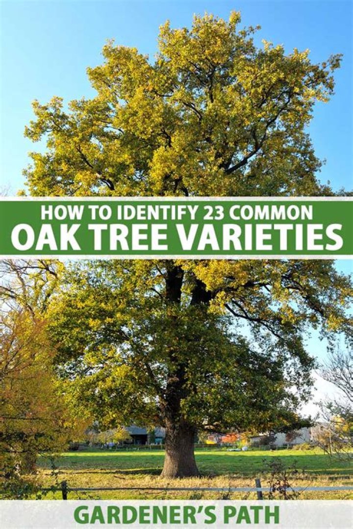 Are oak trees bad for foundations?