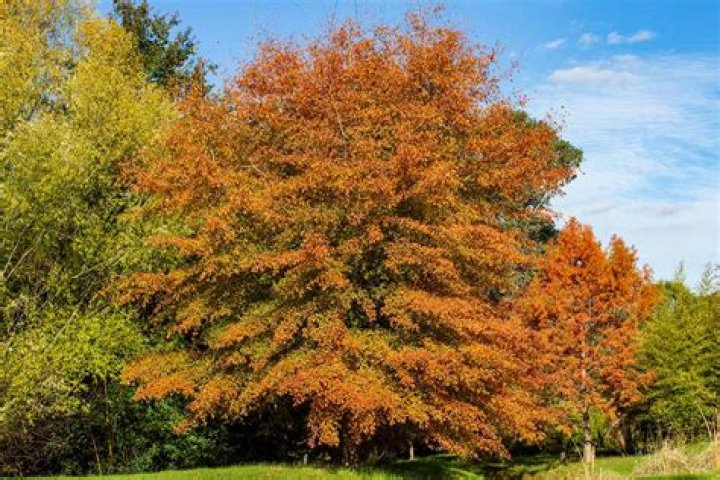 Are pin oaks strong?