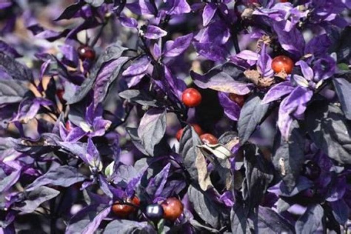 Are Purple Flash peppers edible?