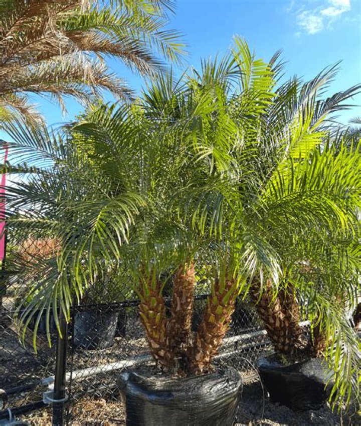 Are pygmy date palms easy to transplant?