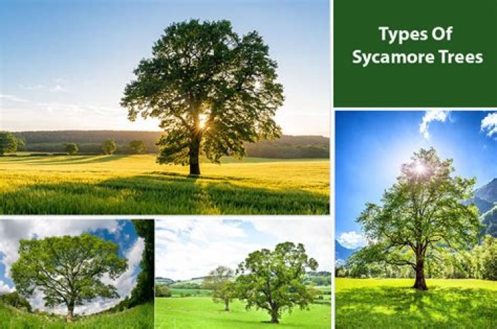 Are sycamore trees a nuisance?