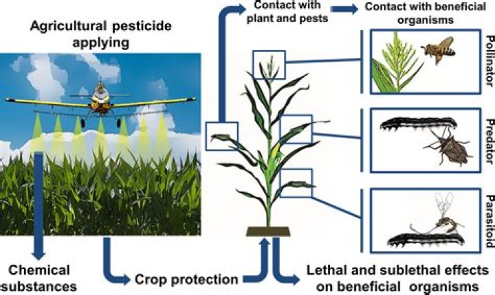 Are there alternatives to using chemical based pesticides?