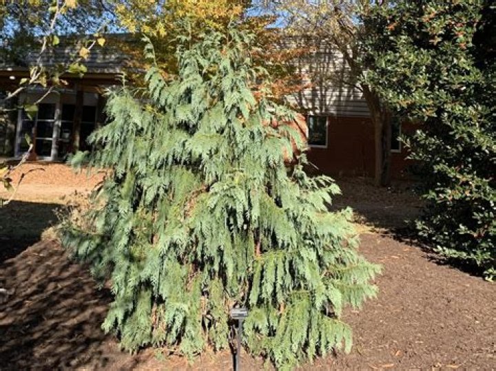 Are there any problems with the weeping Alaskan cedar?