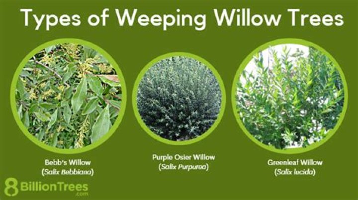 Are there different types of weeping willows?