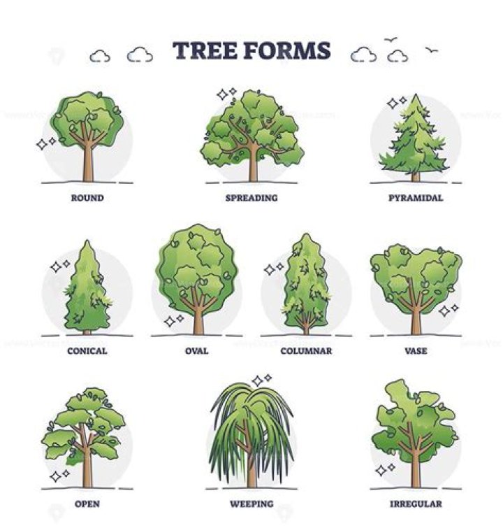 Are there trees and bushes at property lines?