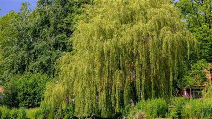 Are willow trees good for backyards?