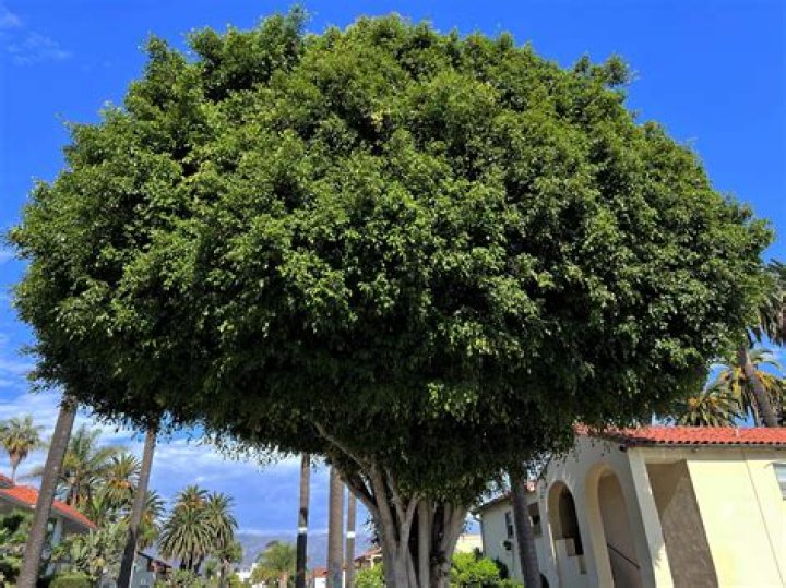 Can a ficus tree survive outside?