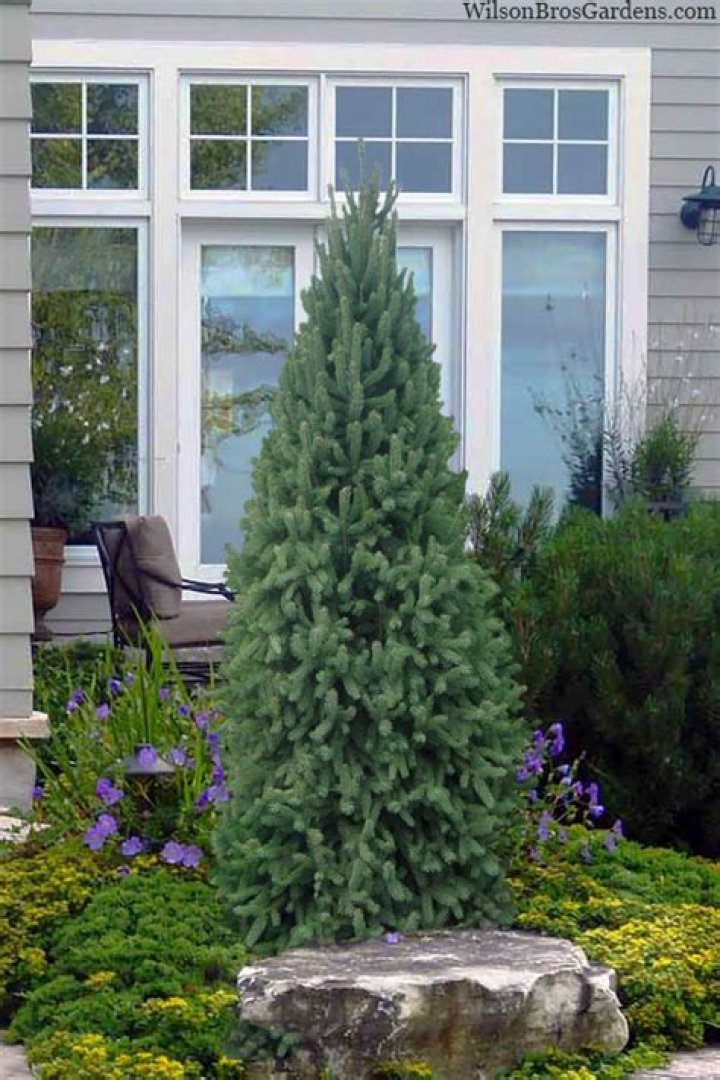 Can a Norway spruce be planted as a windbreak?