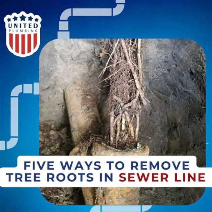 Can a tree root cause a sewer line to stop?