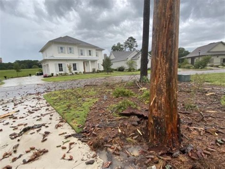 Can a tree survive after being struck by lightning?