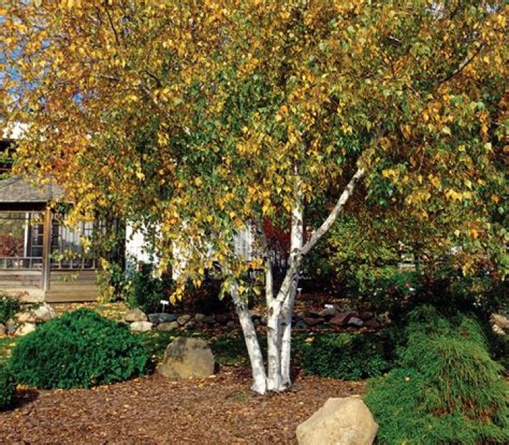 Can a Whitespire Birch be grown in a clump?