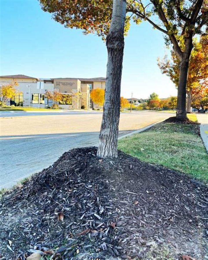 Can ash borer trees be saved?