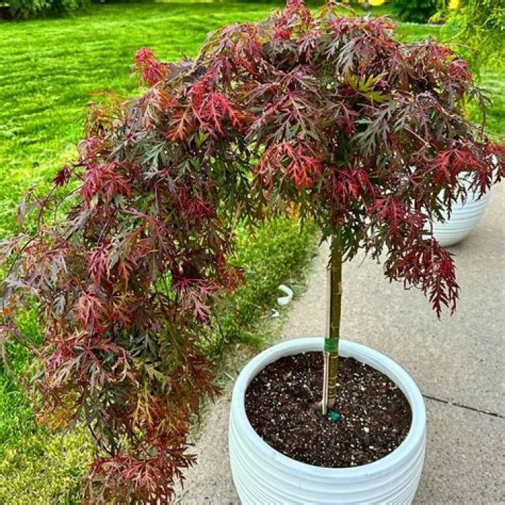Can dwarf Japanese maples grow in shade?