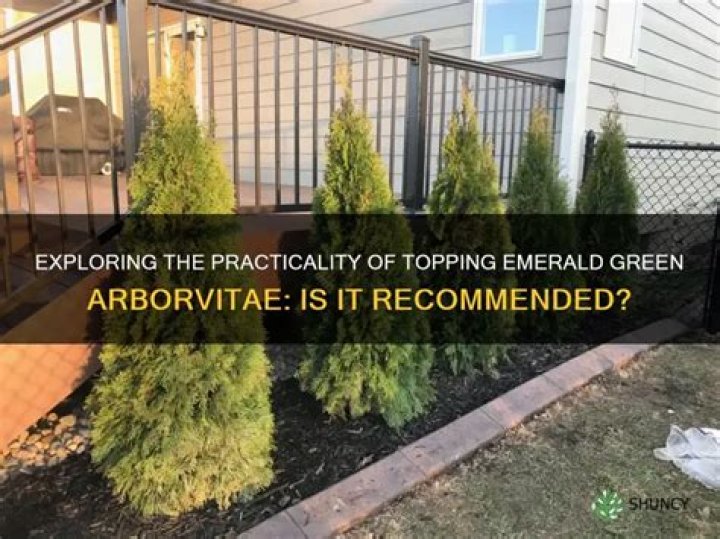 Can emerald green arborvitae be topped?