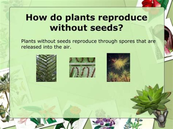 Can flowering plants reproduce without seeds?