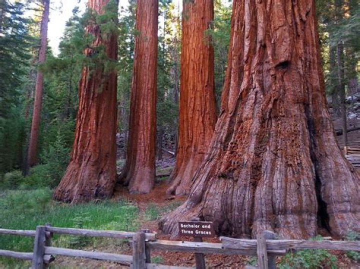 Can giant sequoias reproduce by seed?