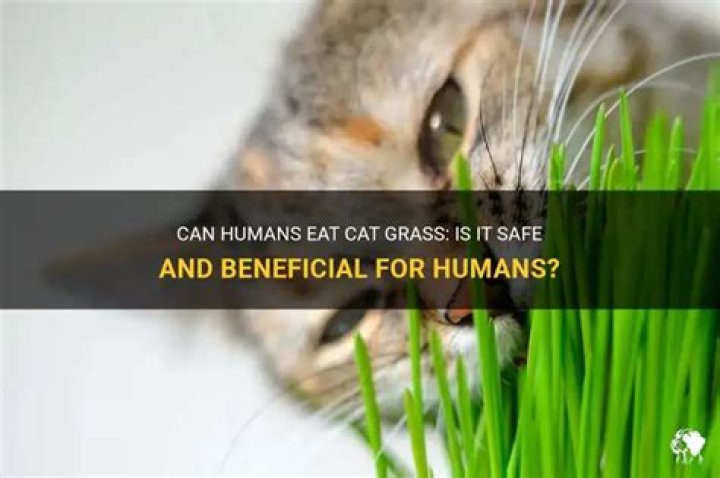 Can humans eat cat grass?