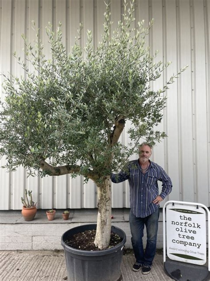 Can I cut the top off my olive tree?