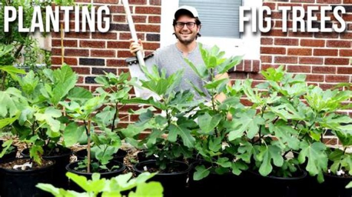 Can I plant a redbud tree close to my house?