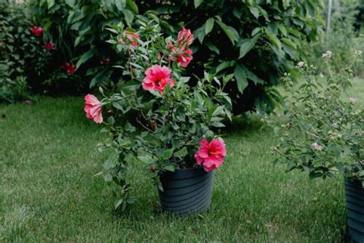 Can I plant bare root roses in July?