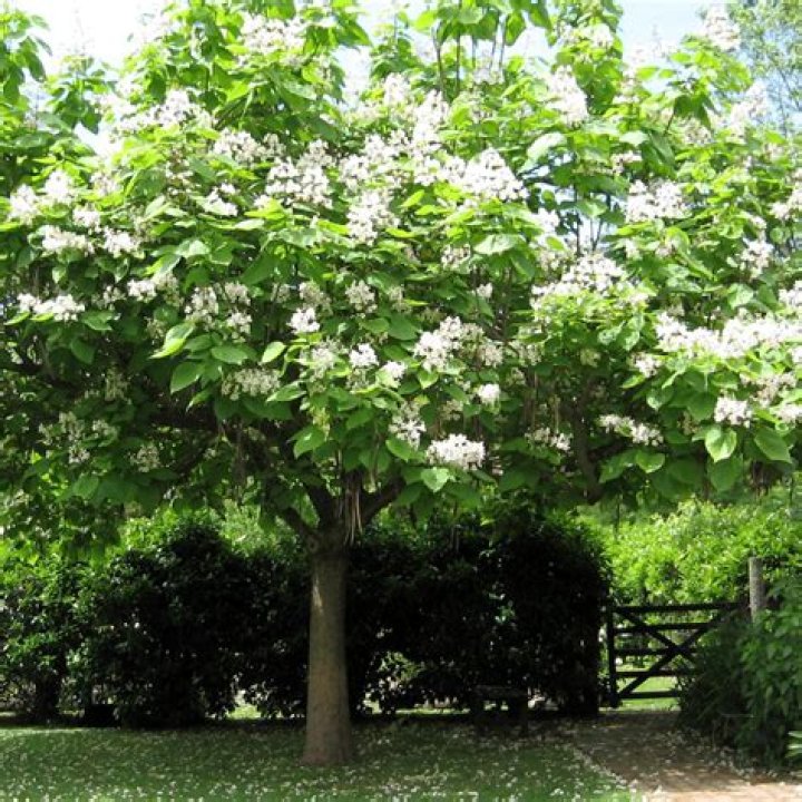 Can I start a catalpa tree from seed?