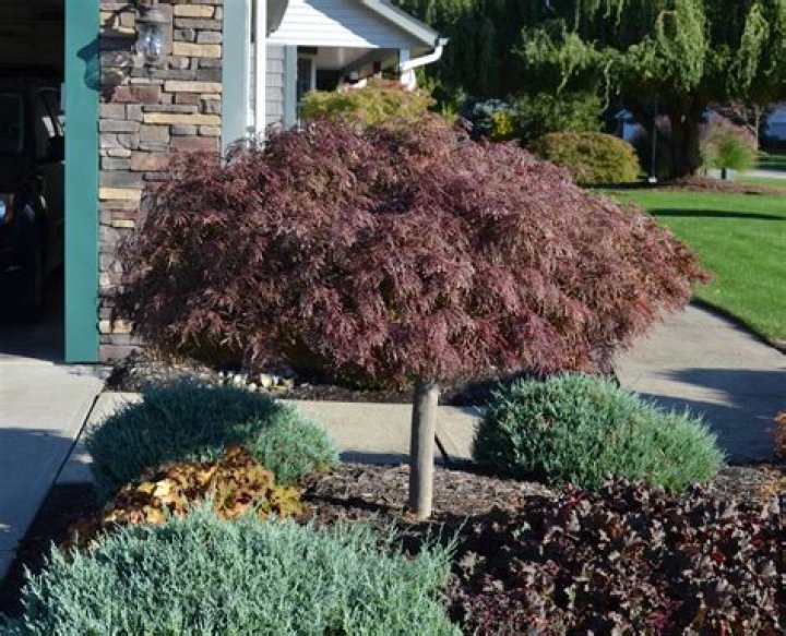 Can Japanese maples grow in Houston?