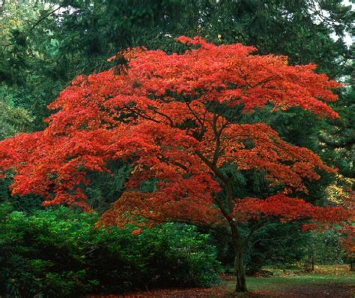 Can Japanese maples survive winter in a pot?