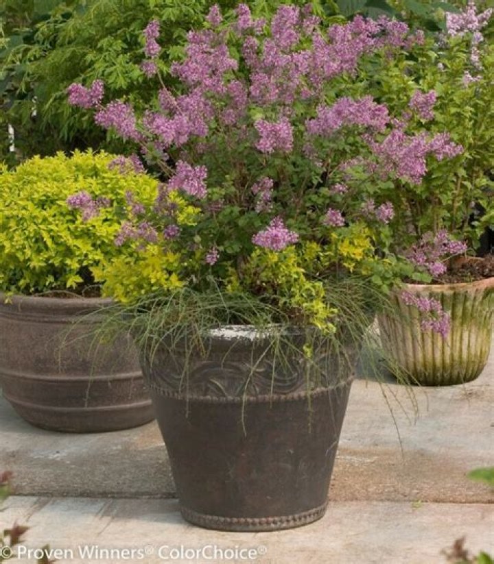Can lilacs grow in large pots?