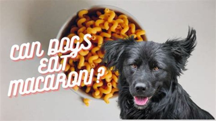 Can macaroni hurt dogs?