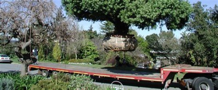 Can mature trees be relocated?