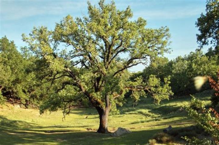 Can oak trees grow in BC?