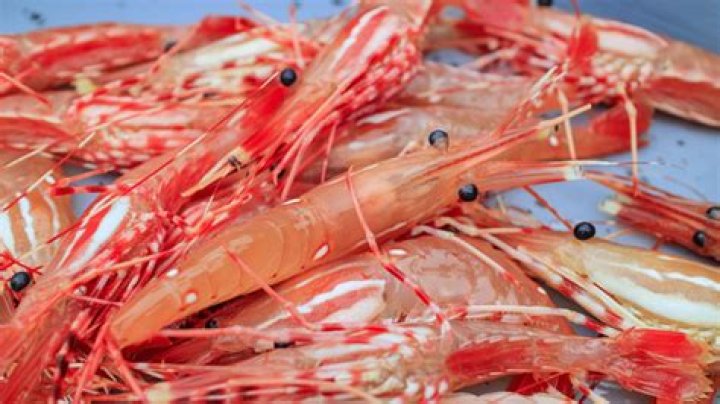 Can we eat prawns and ice cream?
