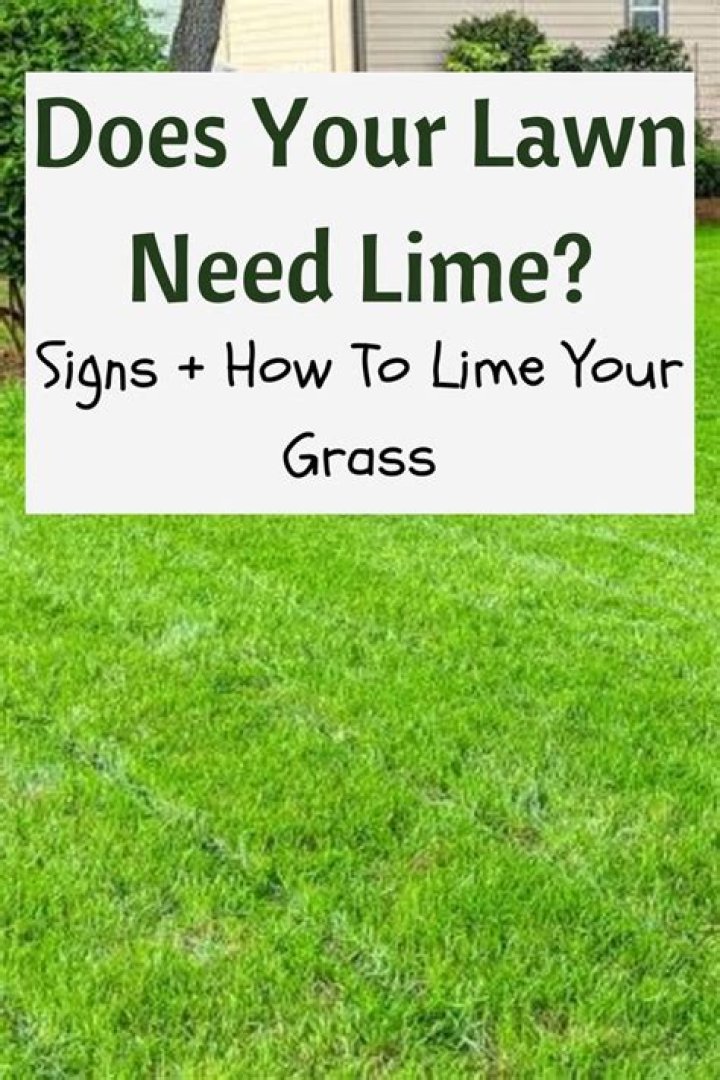 Can you apply lime when the grass is wet?