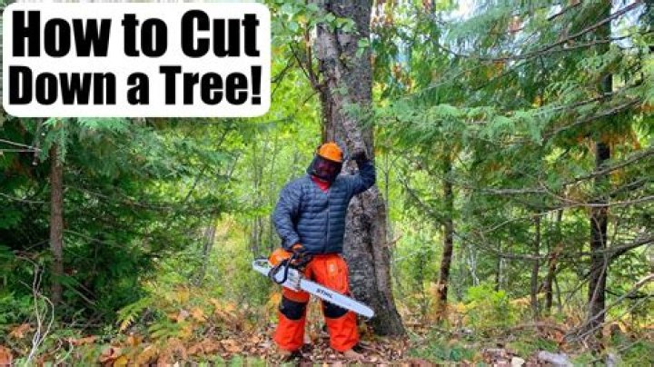 Can you cut down an ash tree?