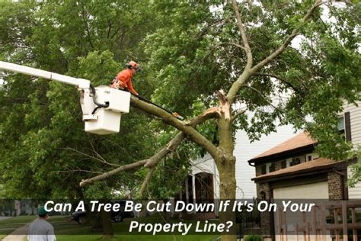 Can you cut trees on your property in BC?