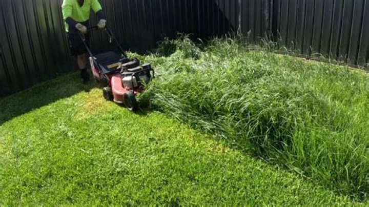 Can you fertilize before mowing?