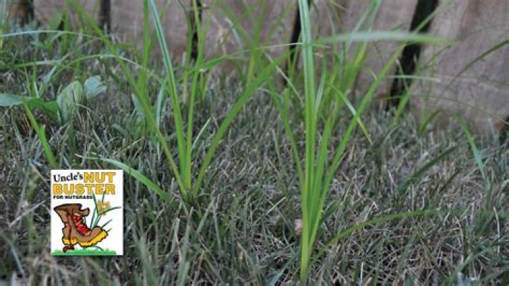 Can you get rid of nut grass?