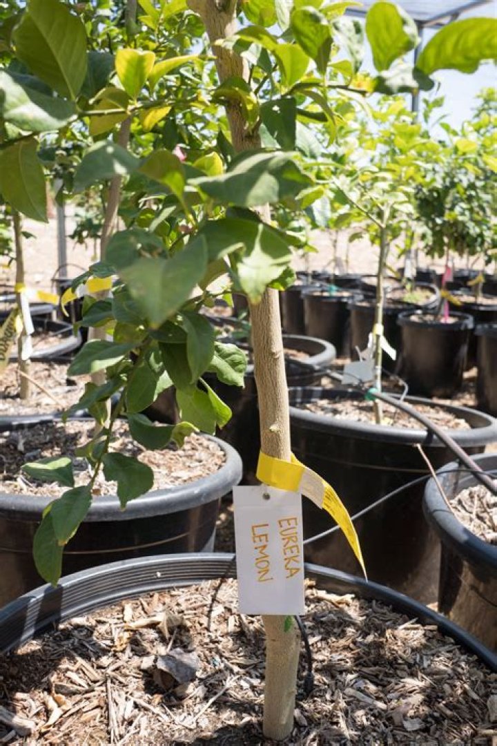Can you grow a Eureka lemon tree in a pot?
