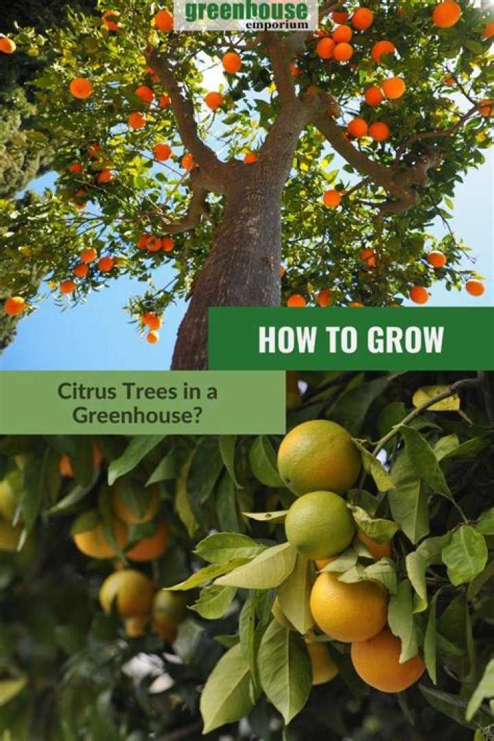 Can you grow orange trees in Houston?
