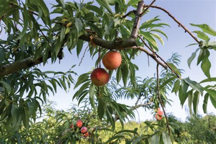 Can you grow peaches in the North?
