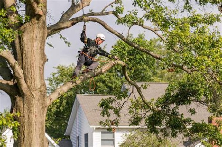 Can you hurt a tree by trimming it?