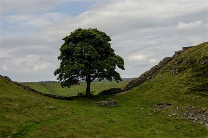 Can you move a 15 year old tree?