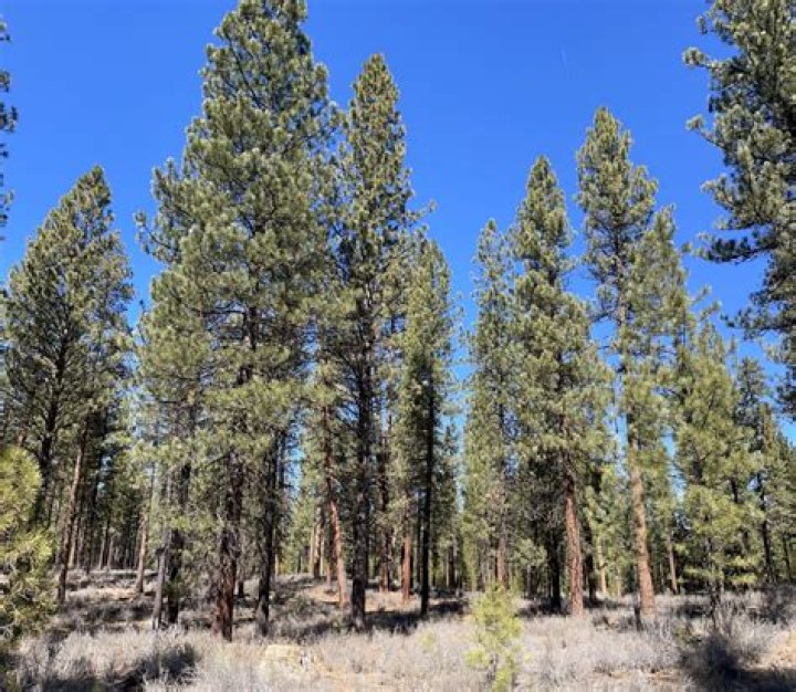 Can you overwater a ponderosa pine?