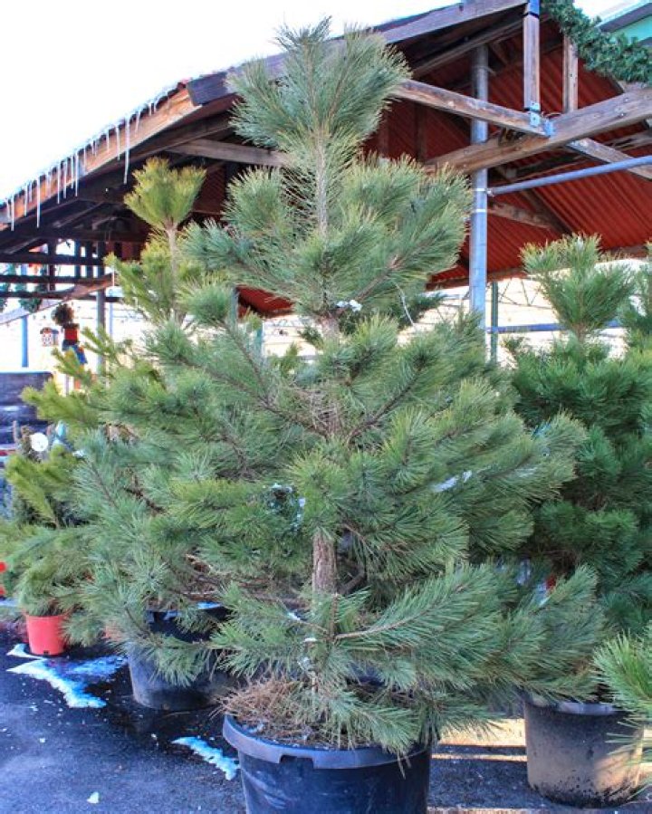 Can you overwater an Austrian pine?
