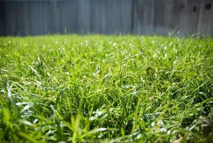 Can you plant Bermuda grass in September in Texas?