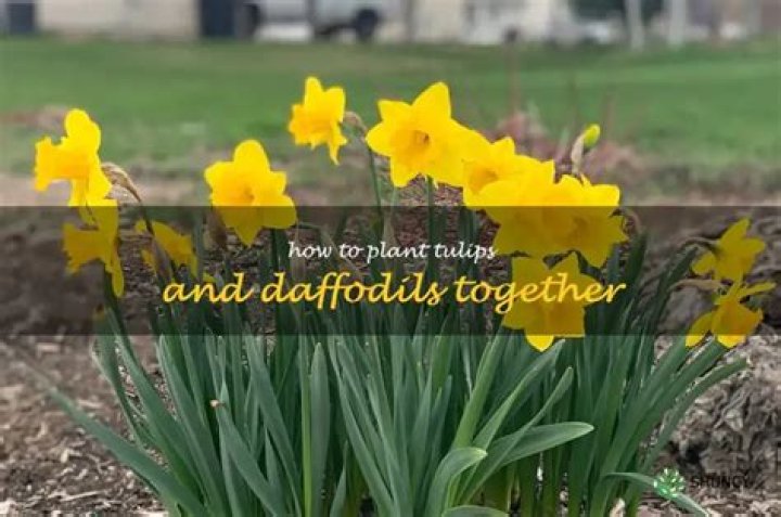 Can you plant daffodils and iris together?