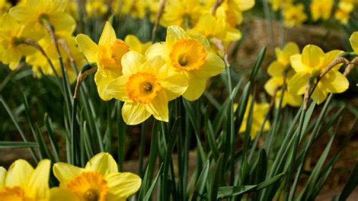 Can you plant daffodils in the woods?