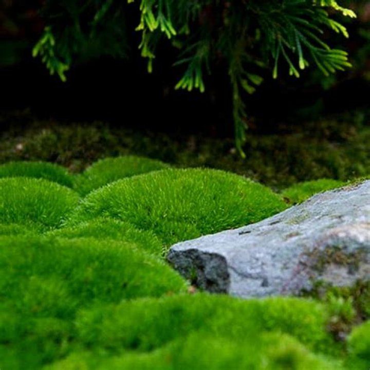 Can you plant grass on top of moss?